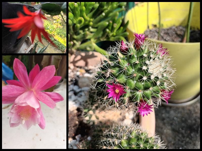 Cactuses in Blooming